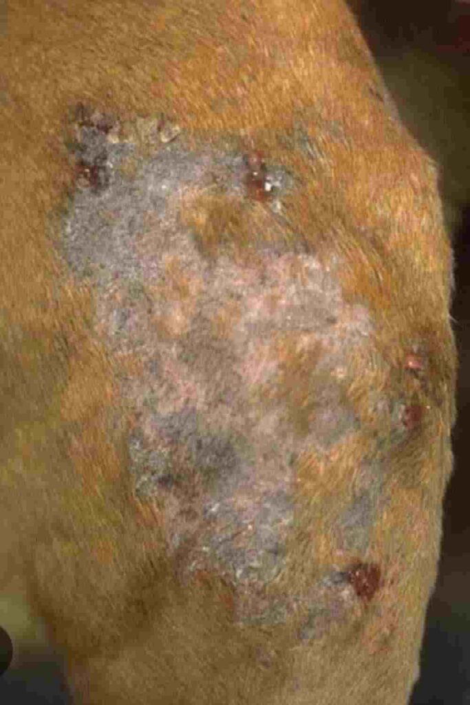 What puppy Deep pyoderma {puppy impetigo} look like