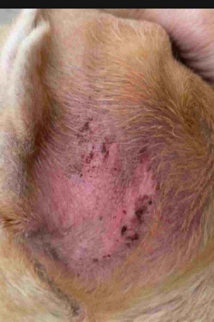 What puppy superficial bacterial folliculitis {puppy impetigo} look like?