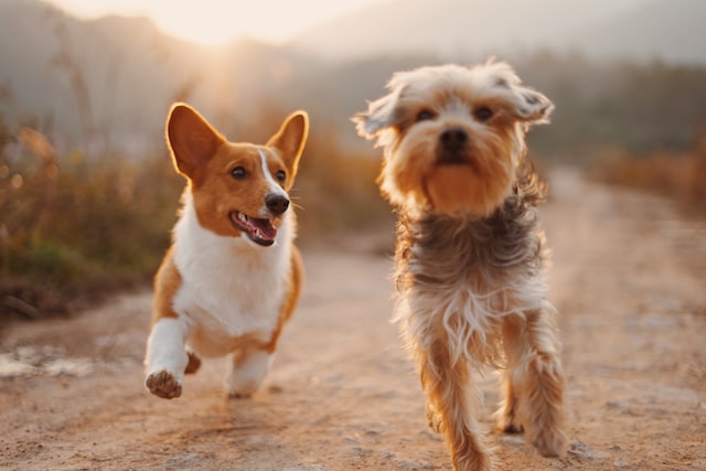 puppies playing despite 