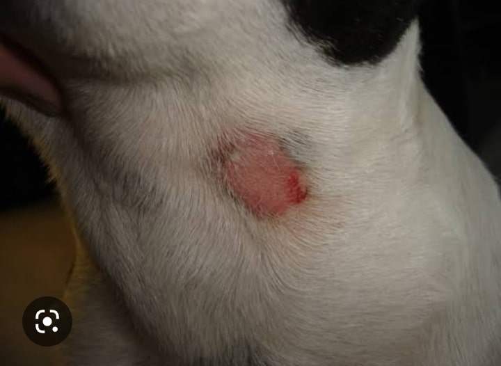 puppy skin infection called ringworm