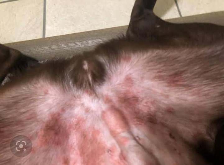 puppy skin infection called yeast infection