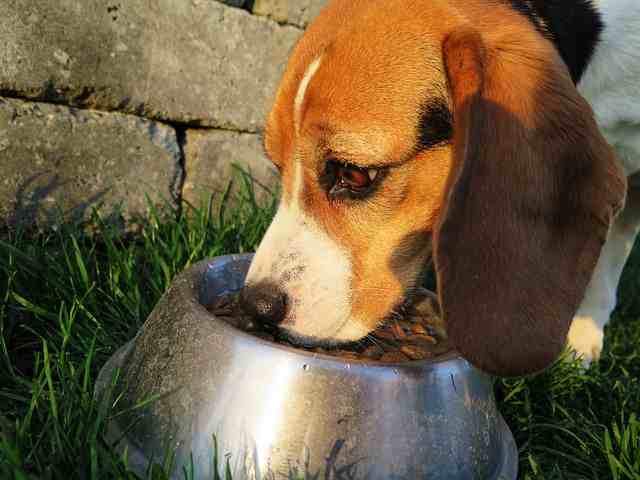 Best dog food for dogs with acid reflux