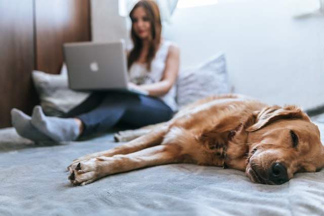 a dog lying with its owner 