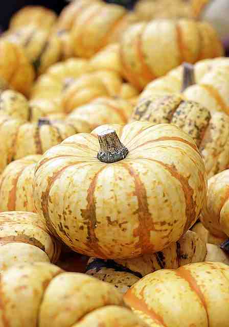  pumpkins for acid reflux in dogs 