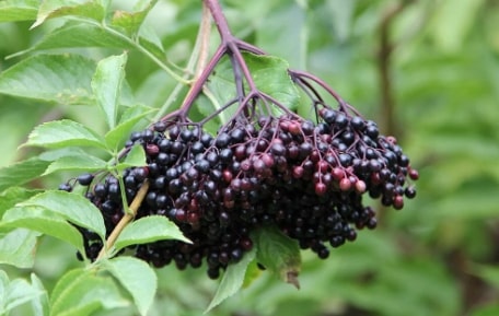 elderberry tree