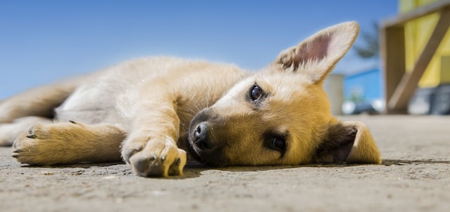 puppy laying down