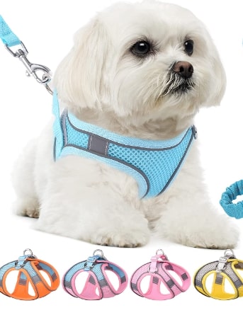 small harness for swimmer puppy