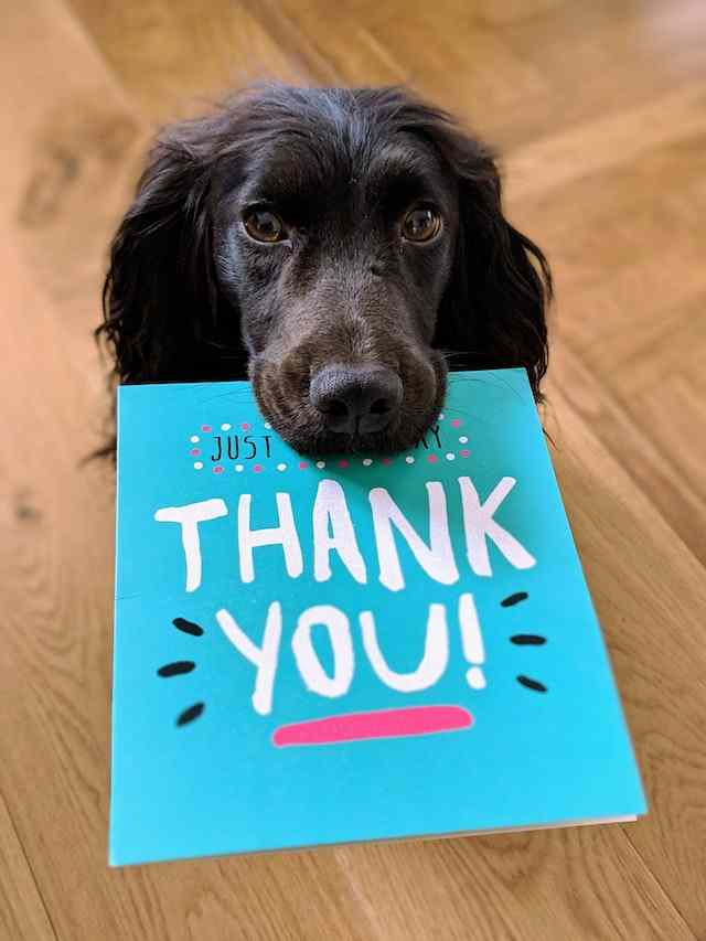 thank you for reading ( adult dog food)