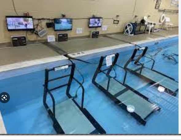 Underwater treadmill therapy for swimmer puppies