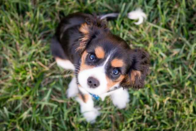 behavioral changes in puppies with yeast ear infection 