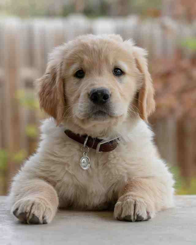 causes of coccidia in puppies