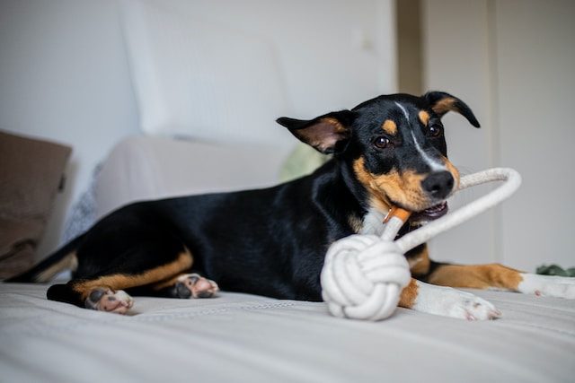 Frequently asked questions about dental sticks for puppies