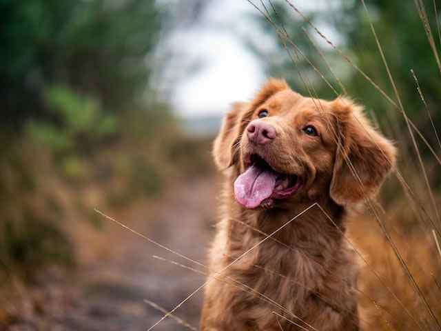 causes of yeast ear infection in puppies 