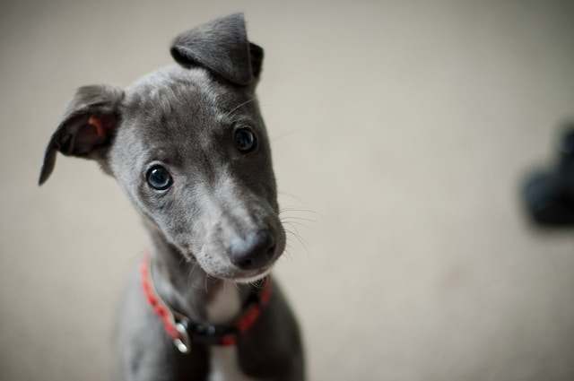 demodex mite, dog 