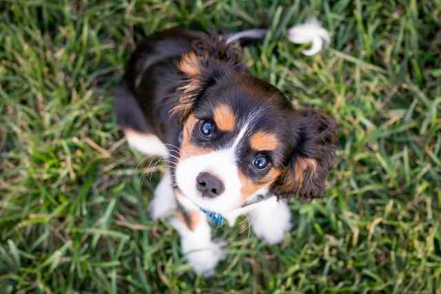 Diagnosis of sarcoptic mites in puppies