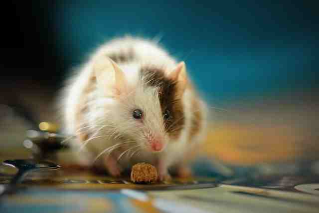 mice can cause coccidia in puppies