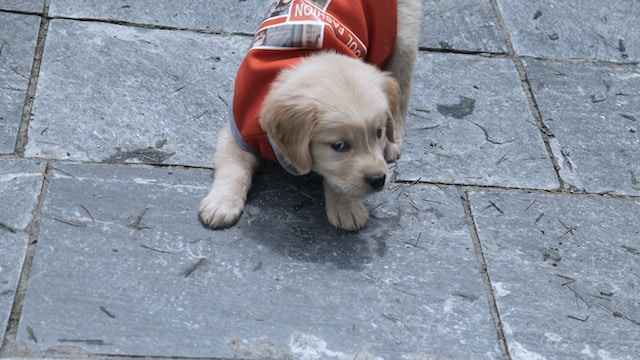 dental sticks for puppies
