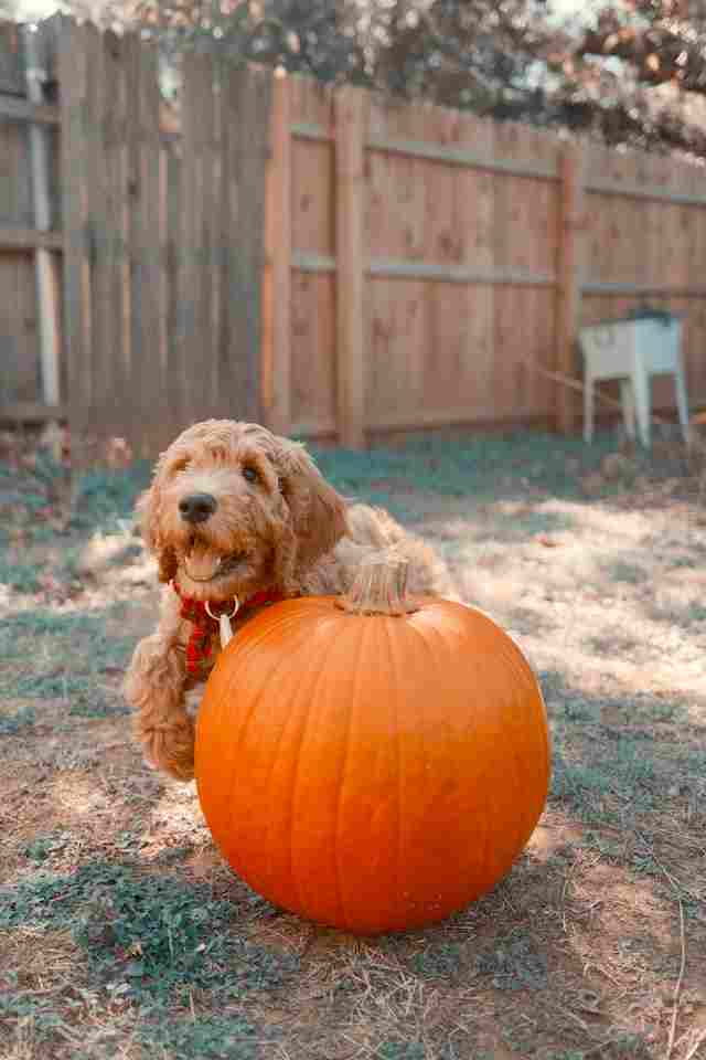 Pumpkin for puppy upset stomach