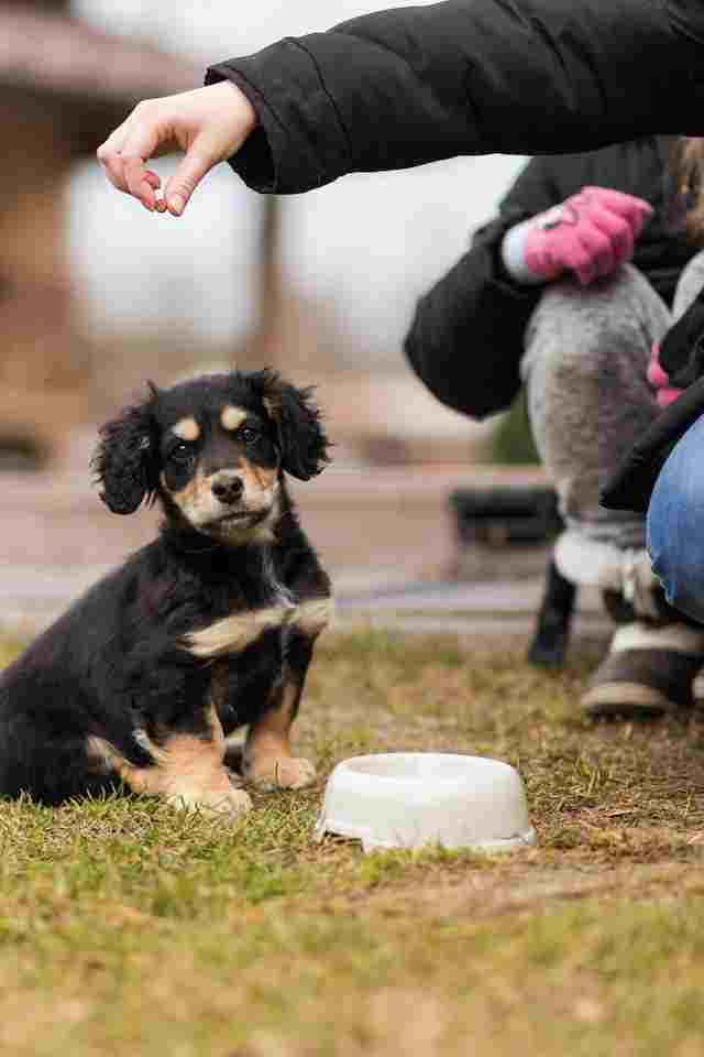 puppy eating too fast