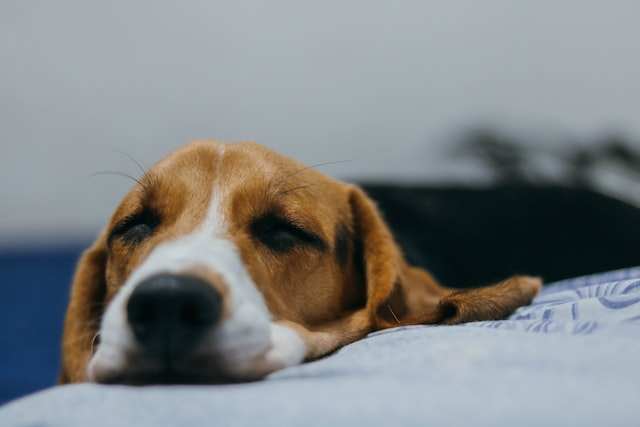 Side effects of plaque off powder for dogs