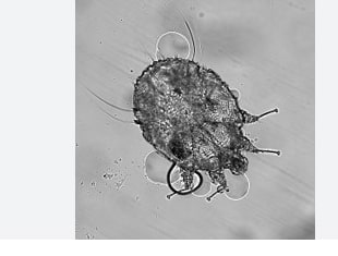 sarcoptic mites in puppies