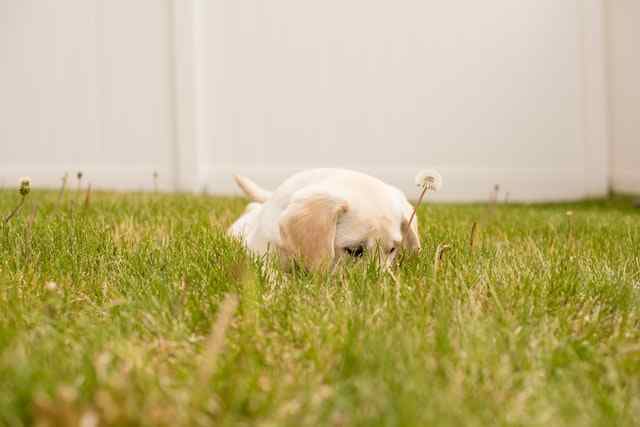 symptoms of bacterial ear infection in puppies (1)