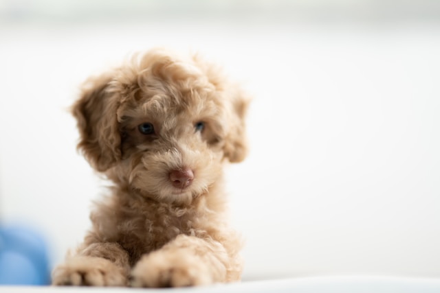 symptoms of demodectic mites in puppies