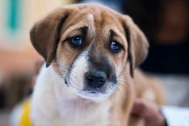 Symptoms of an upset stomach in puppies