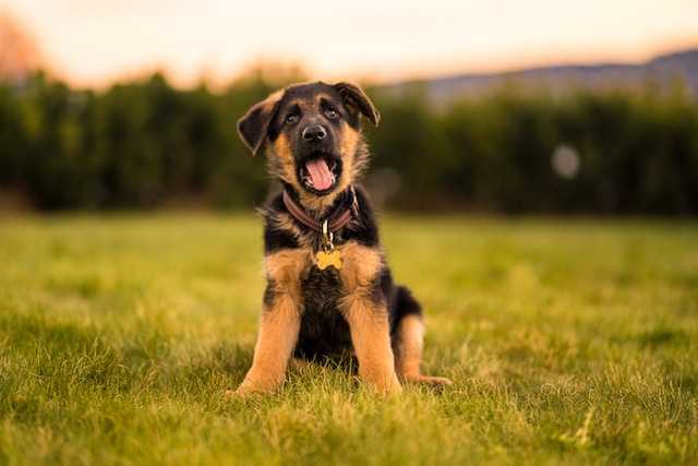 dog without plaque