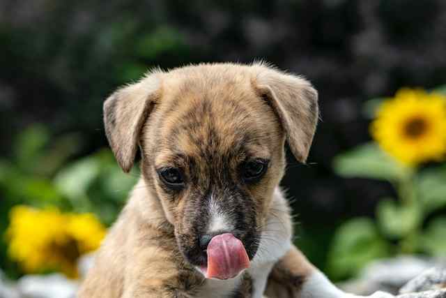 puppy with healthy eyes