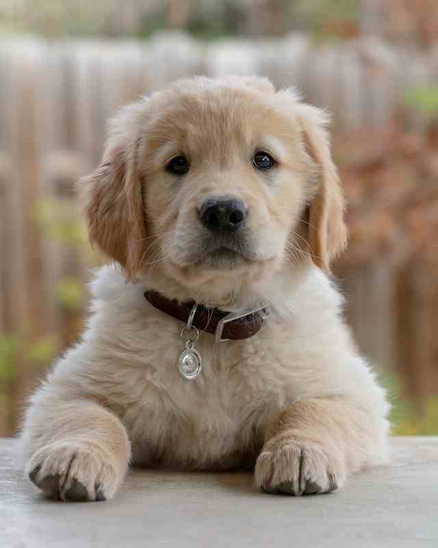 harmless causes of of puppy runny nose