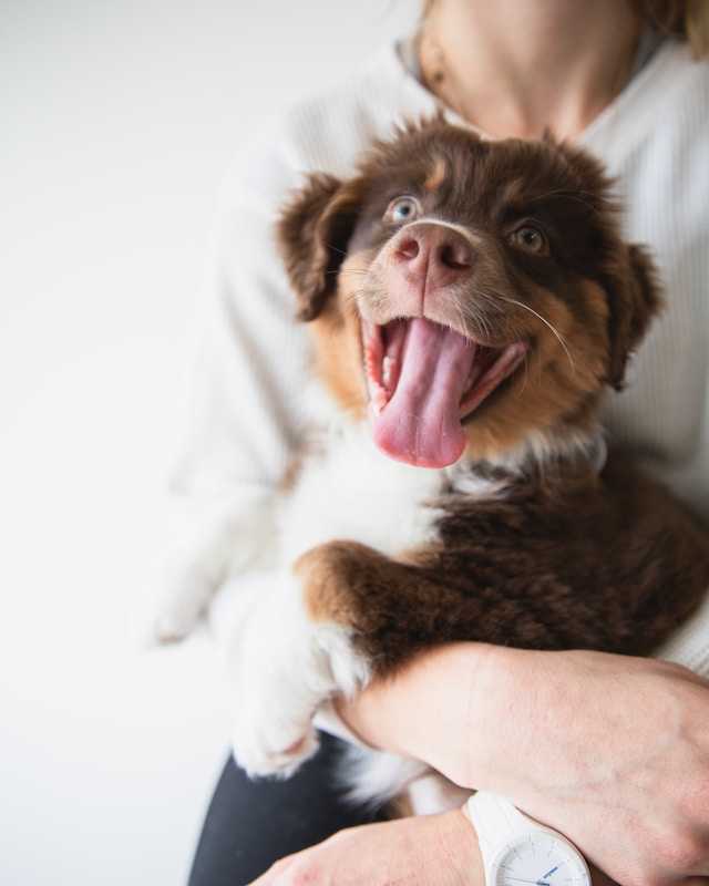 holding puppy 