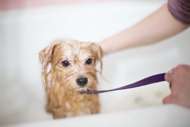 puppy bathing 