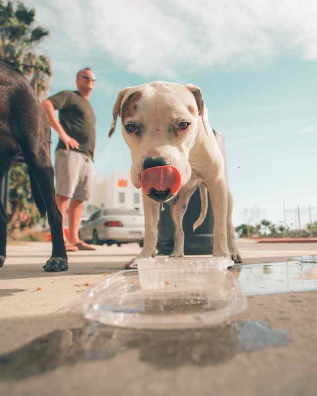 puppy drinking water