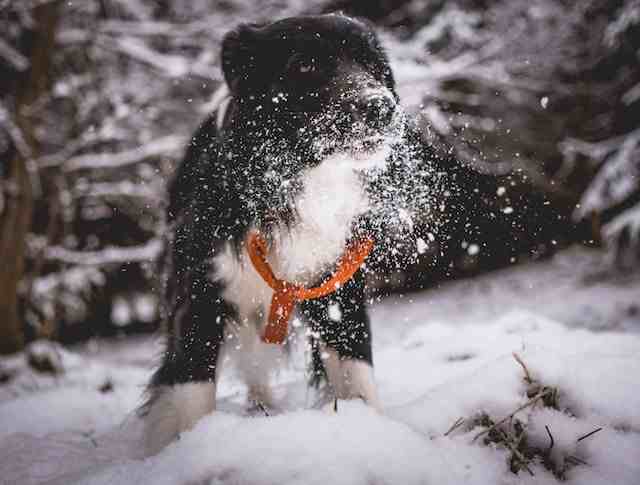 puppy in winter