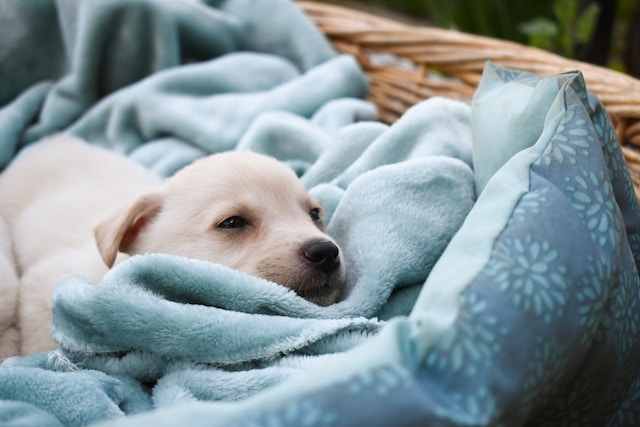 systemic disorder in puppies