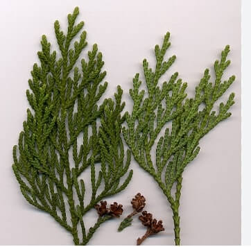 thuja plant for warts on dog's face 