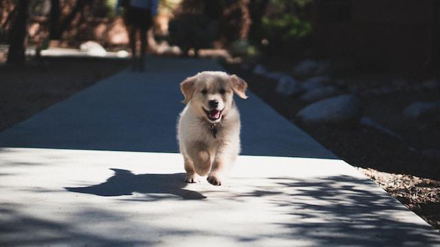 when to take puppy dry nose serious