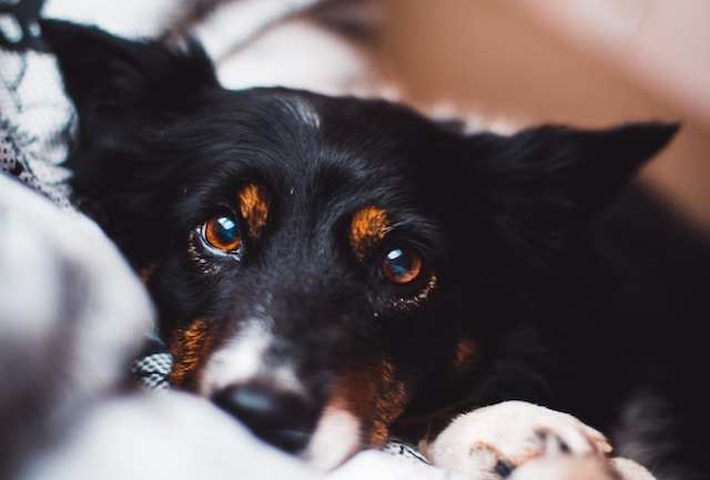 Symptoms of puppy conjunctivitis 