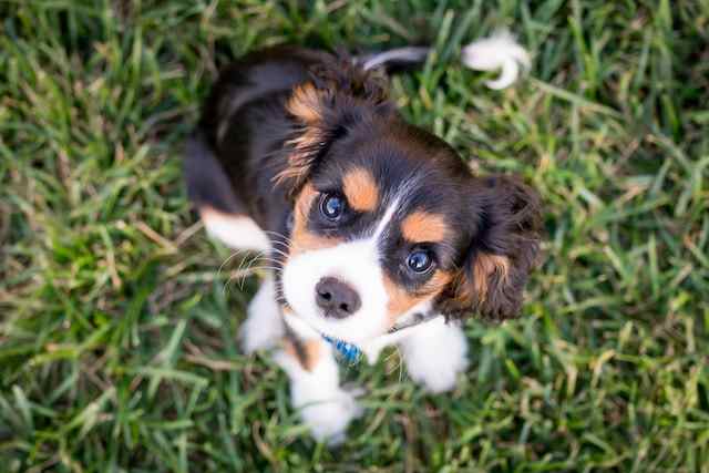 Treatment of swollen eyes in older puppies whose eyes are open 