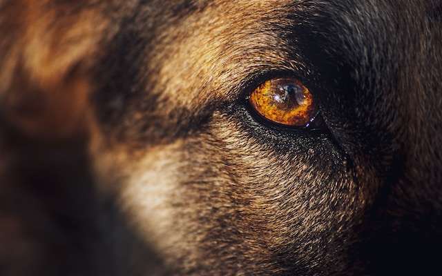 What do artificial tears treat in dogs