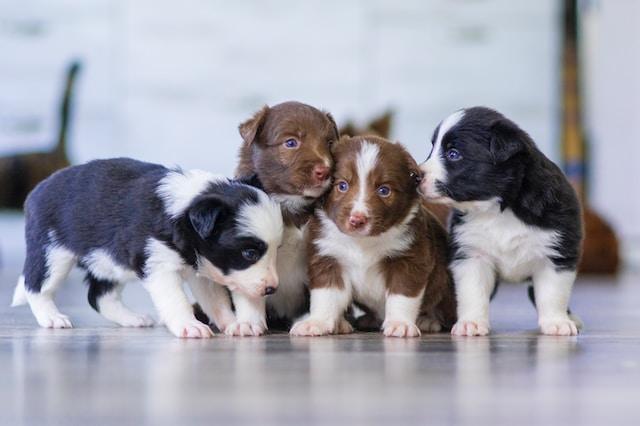 Why is my 5-week-old puppy’s eye swollen?