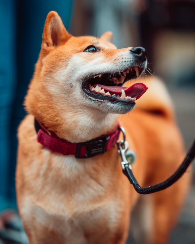 dog without arthritis in their back legs