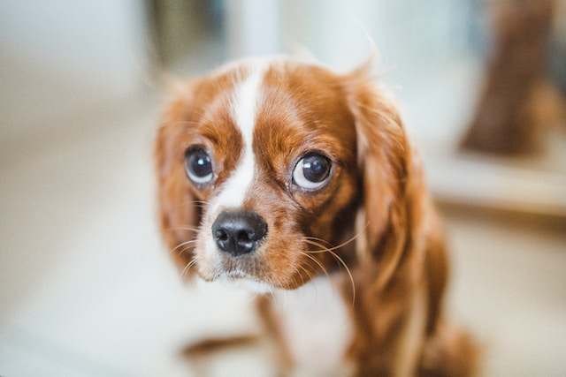 bacterial puppy conjunctivitis not present