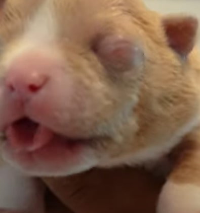 newborn puppy swollen eyes