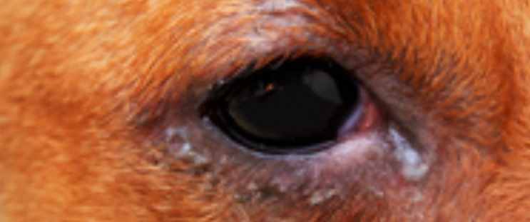 dog eye infection