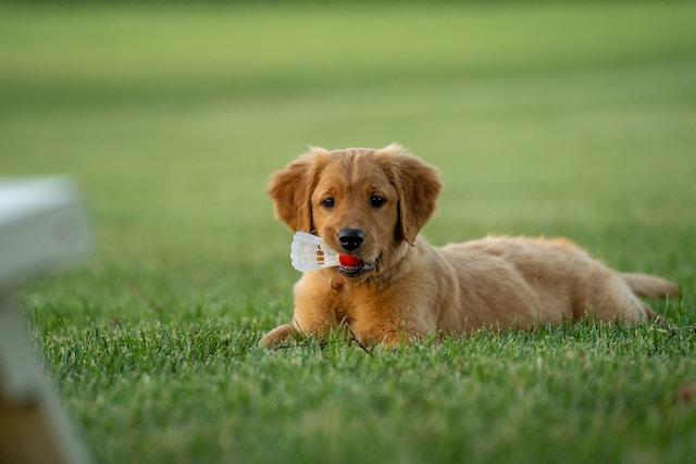 puppy with no eye infection