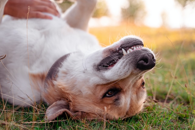 dog teeth 