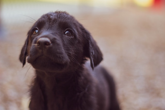 Hookworm in puppies 