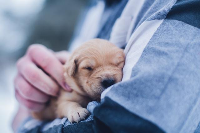 Can I touch my puppy with giardia?